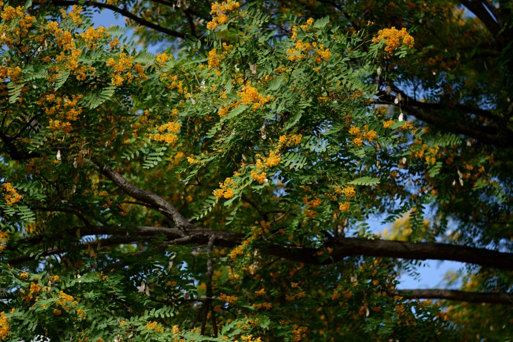 DSC_6019